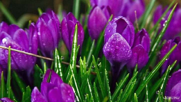 Первомай в Орле будет дождливым, но теплым