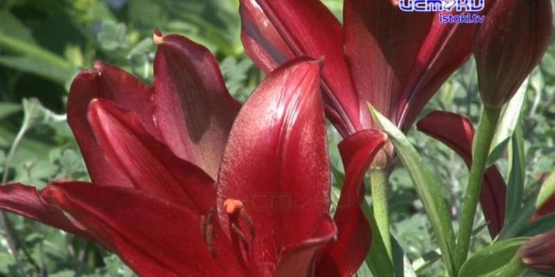 Здесь цветут лилии и обитает лебедь: орловчанка после ремонта решила сделать двор еще краше