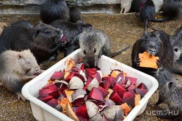 Орловчане могут принести гостинцы жителям зооуголка и террариума 