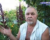 Жители дачного массива "Кораблики" в Железнодорожном районе уже больше недели живут без электричества.