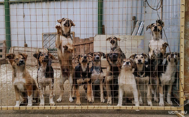 Орловские чиновники отказались принимать приют для животных