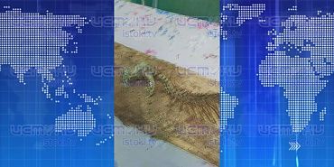 Жительница орлвоского региона обнаружила у себя на участке скелет необычного животного. Экспресс - новости.