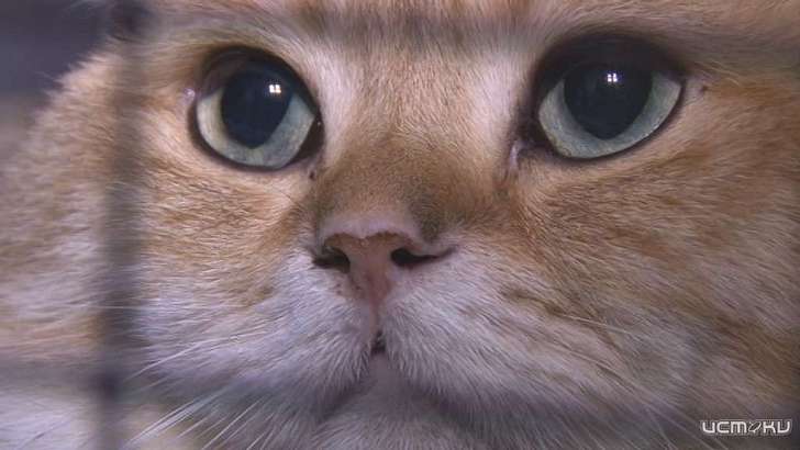 Ходят по подиуму не хуже моделей: в Орле прошла выставка кошек