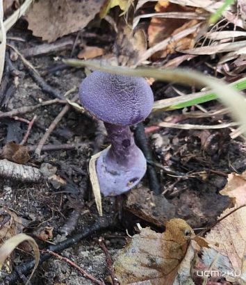В «Орловском полесье» обнаружили краснокнижный гриб