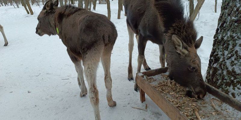 Орловских водителей предупредили о лосях на дорогах