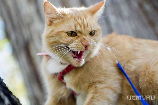 В первые дни 2018 года на Орловщине пять животных заболели бешенством 