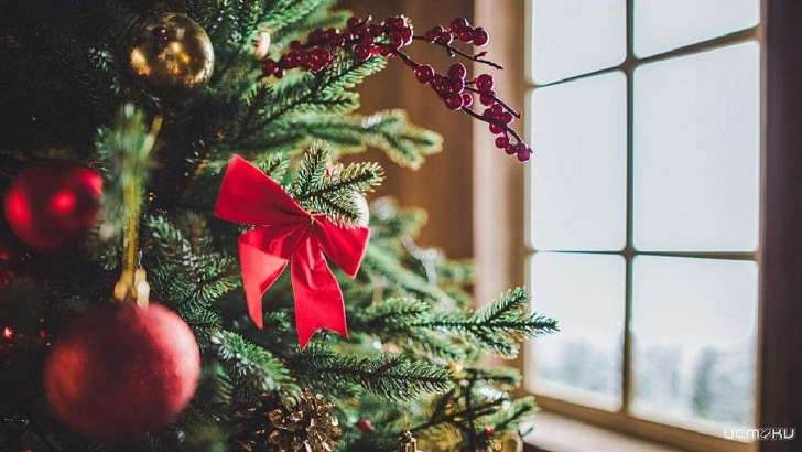 Смотрите в «Экспертном мнении»: какие елки украшают дома орловчан