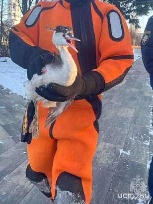 В Орле спасли вмерзшую в лёд птицу