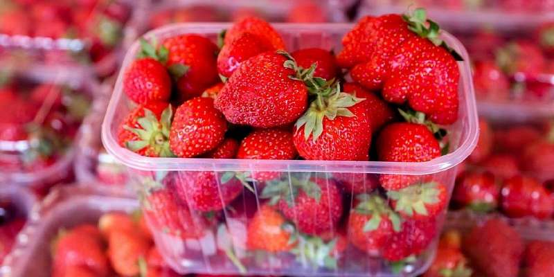 Орловчанам расскажут, как выбрать клубнику