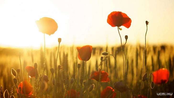 Суббота порадует орловчан теплой погодой