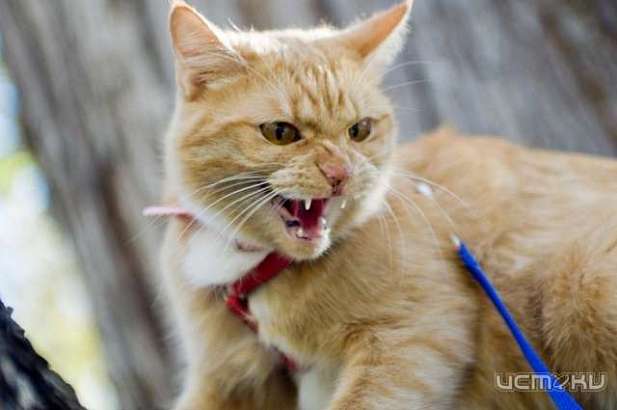 В Урицком районе введен карантин по бешенству