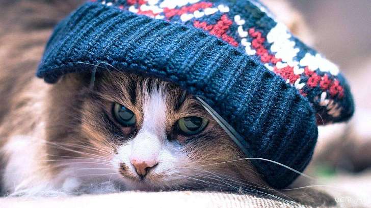 Зима все ближе: сегодня ночью в Орле похолодает до —4 °C 