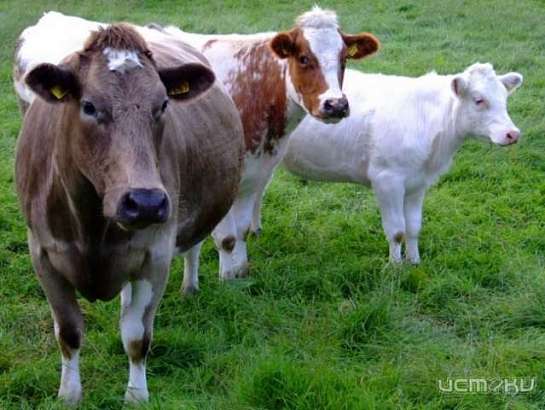 В Ливенском районе зафиксированы случаи бешенства животных