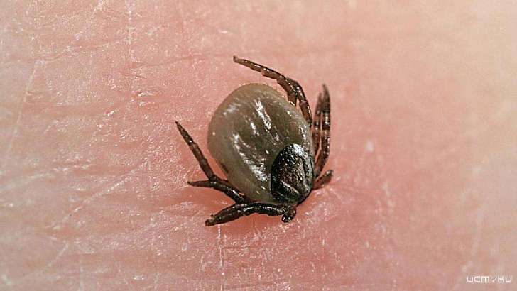 В Орловской области растет число детей, укушенных клещами