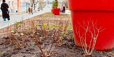 В центре Орла высадили больше сотни кустов гортензий