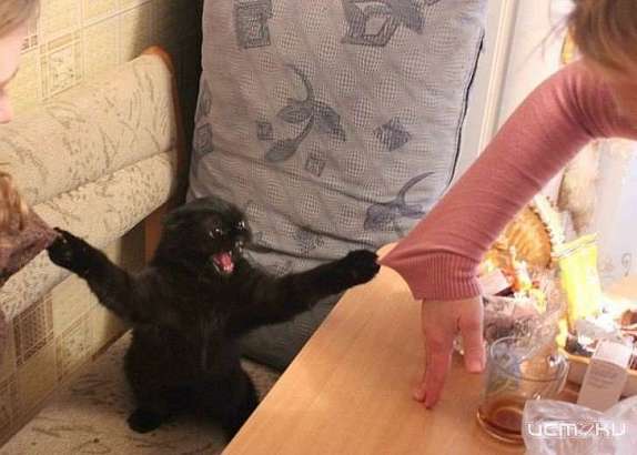 В Орле кошка набросилась на ребёнка