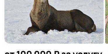 На Орловщине желающим предлагают поохотиться на оленя