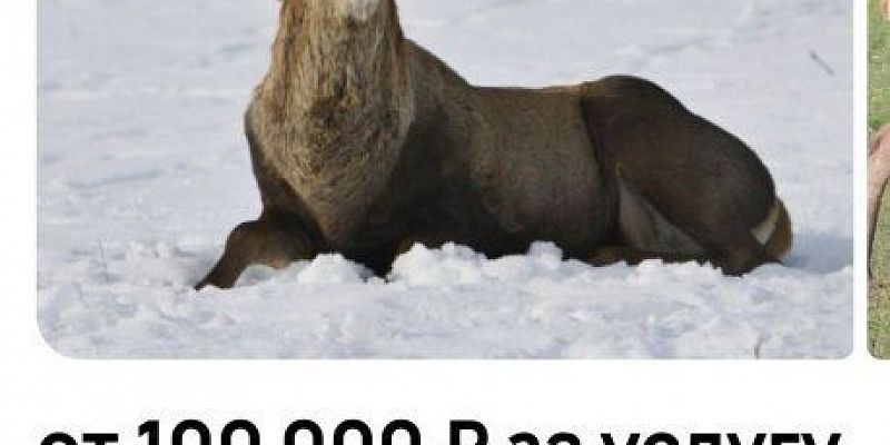 На Орловщине желающим предлагают поохотиться на оленя