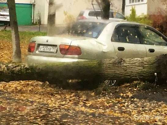 В Орле ураган повалил деревья и заборы