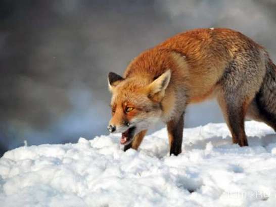 Снова бешенство: на Орловщине смертельным вирусом заразилась лиса 