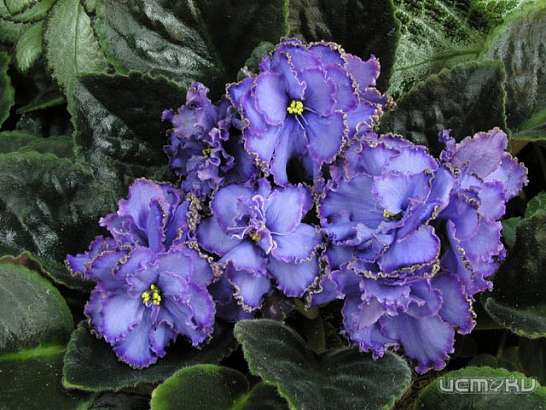 Цветы в библиотеке им. И.А. Бунина