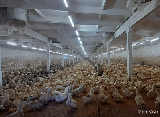  Россельхознадзор выявил множественные нарушения на птицеводческом предприятии Орловской области