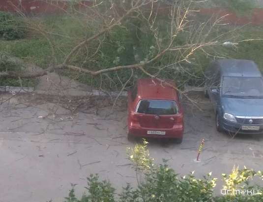 В 909-м квартале Орла сухое дерево упало на припаркованное авто