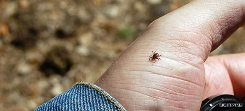 Проснулись. На Орлощине зарегистрировали первого пострадавшего от укуса клеща