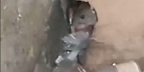 "Как вам друг такой?" Орловчане прислали нам видео с такими нежелательными соседями