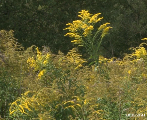 В Орловской области власти намерены всё же запустить полигон рядом с памятником природы балка Непрец - СМИ