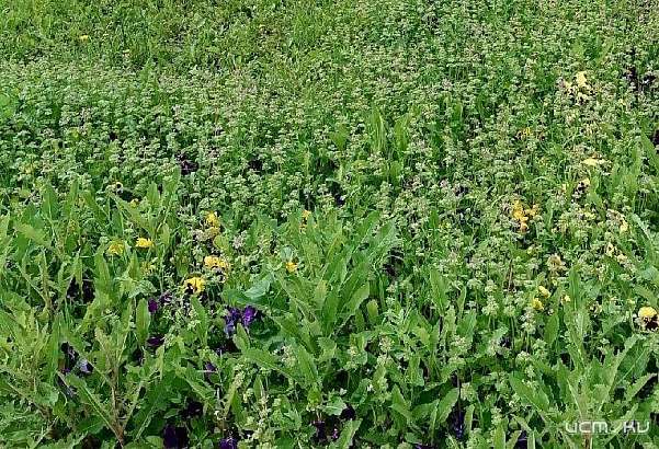 У мэрии не денег посадить цветы и убрать сорняки с «самой красивой улицы города»