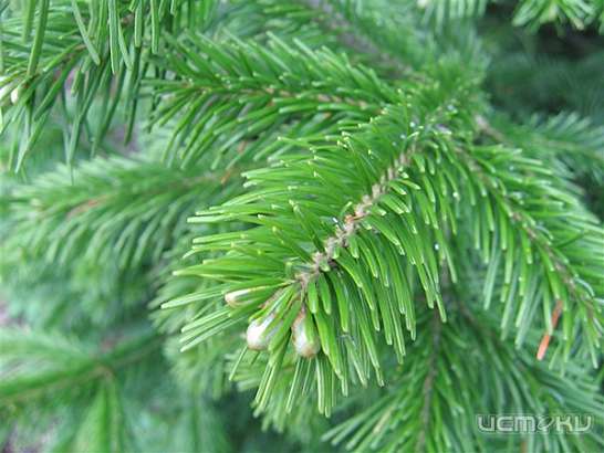 В Ливенский район привезли непроверенные ели В Ливенский район привезли непроверенные ели