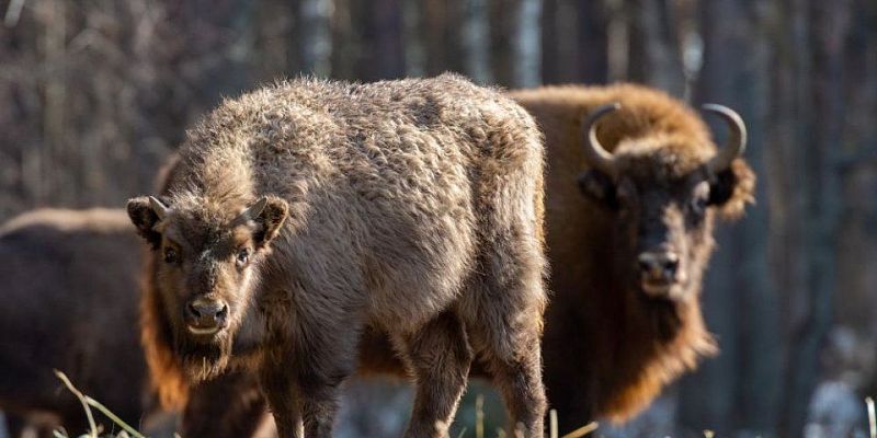 Орловское Полесье Зубры За жизнью зубров в «Орловском полесье» можно будет следить онлайн