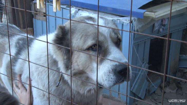 Содержание собаки в приюте дороже прожиточного минимума на Орловщине