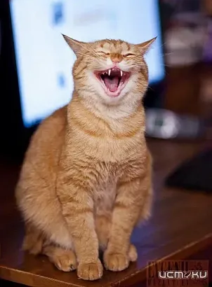 1 апреля: Проверь свою интуицию с "Истоками"!