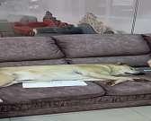 В Орле в мебельном магазине диван за 100 тыс. рублей облюбовал уличный пёс Беляш