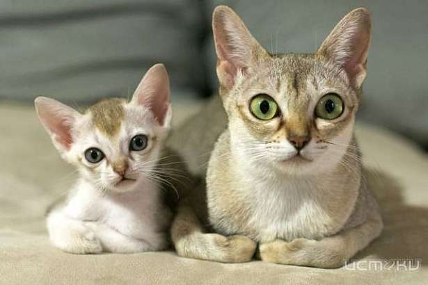 В Орел из Новомосковска привезут двух кошек редкой лечебной породы