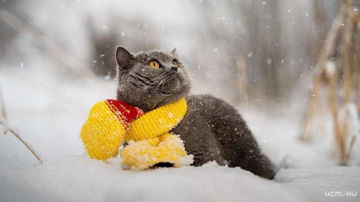 Синоптики обещают орловчанам теплую зиму