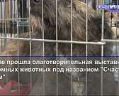 Новогоднюю афишу в Орле можно изучить через приложение для смартфонов, а «Волонтеры Победы» решили позаботиться о «ветеринарах»