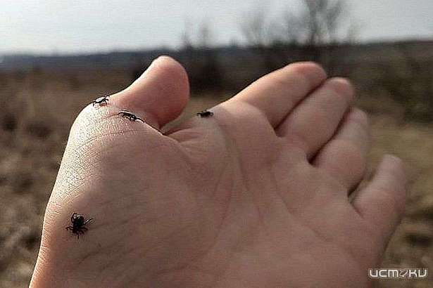 От укусов клещей пострадали 80 жителей Орловщины