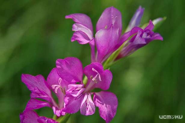 В «Орловском полесье» обнаружили популяцию редкого цветка