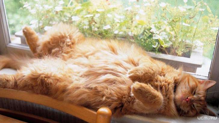 В Орёл постепенно возвращается тепло