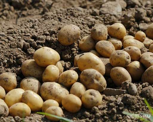 Орловщина попала в ТОП-10 регионов ЦФО по сбору картофеля