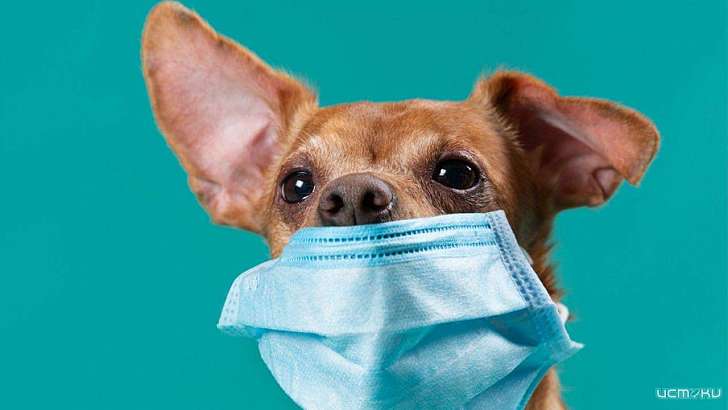 Животные орловчан, приехавших из-за рубежа, должны самоизолироваться вместе с хозяевами