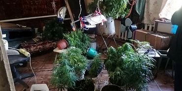 В Покровском районе у местного жителя изъяли почти 280 кустов конопли и около килограмма марихуаны