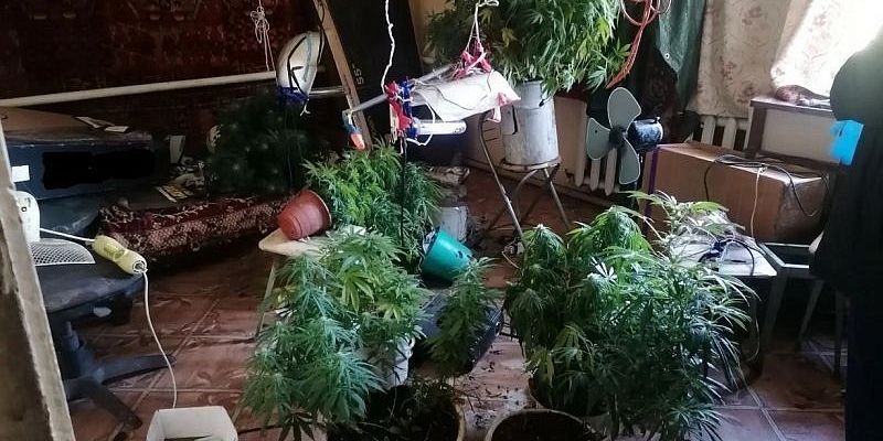 В Покровском районе у местного жителя изъяли почти 280 кустов конопли и около килограмма марихуаны