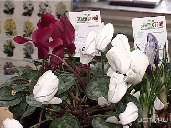 Цветочные шедевры к 8 марта 