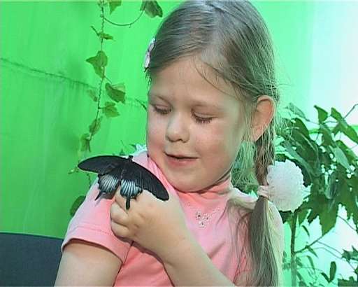 Выставки в Орле — Бабочки со всего света