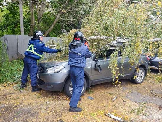 В центре Орла на машины упало дерево
