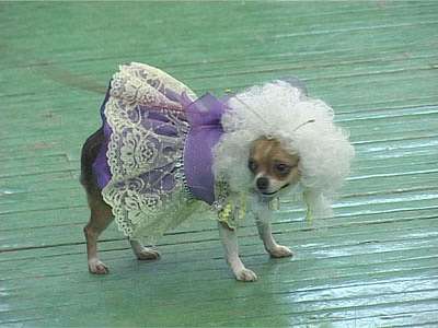 Собачий фристайл